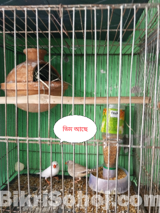 জেব্রা ফিঞ্চ